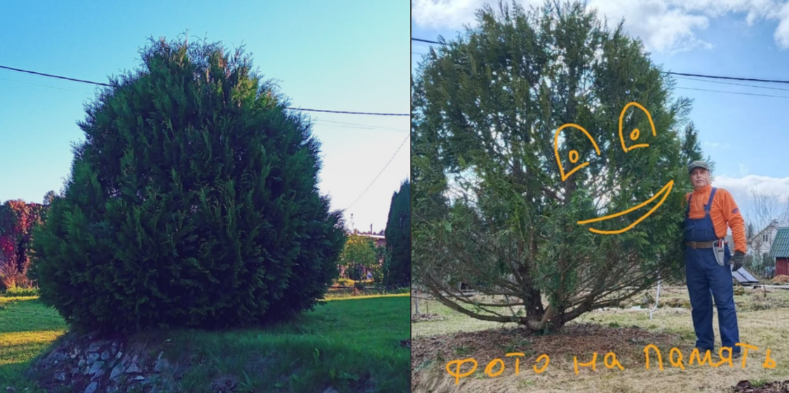 Туя до и после работы — пример фотографий для карточки клиента